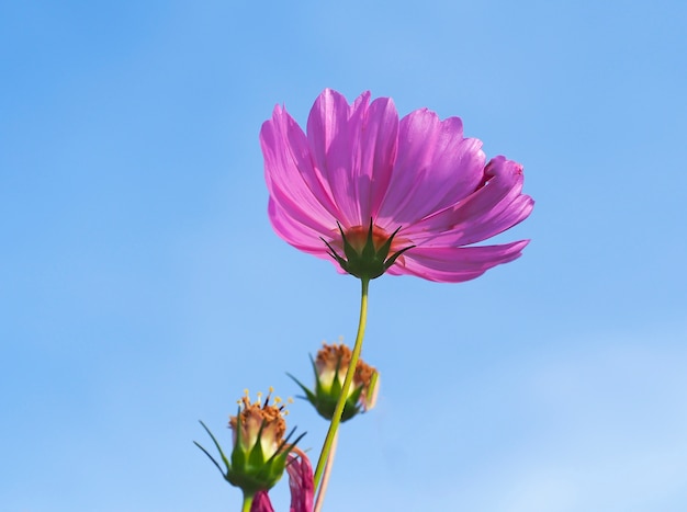 Bei fiori dell&#39;universo nel giardino