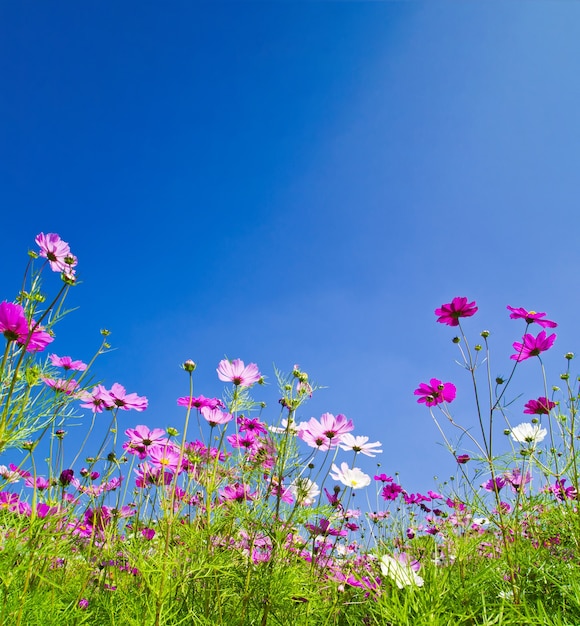 bei fiori dell&#39;universo sul blu