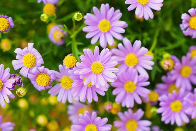 Bei fiori della margherita sul prato verde