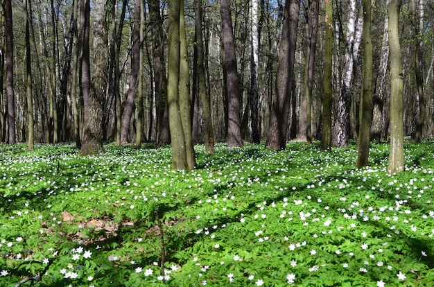 Bei fiori della molla nella foresta