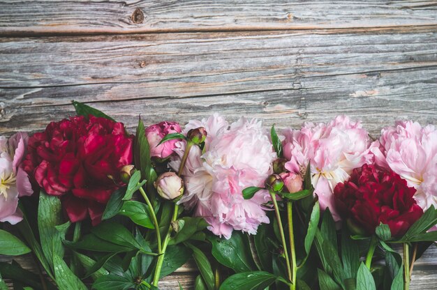 Bei fiori delle peonie su una superficie di legno