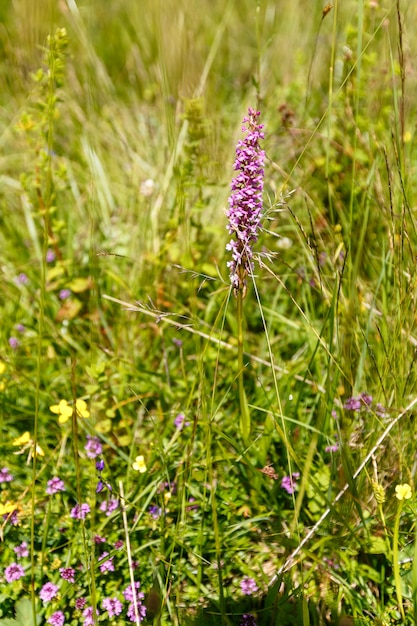 Bei fiori di campo su un prato