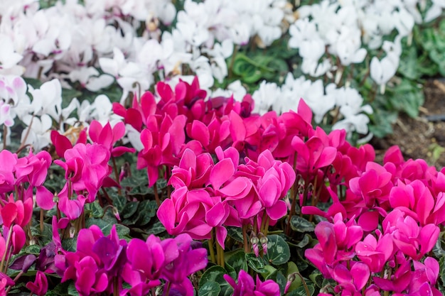 Bei fiori di Cyclamen con le foglie verdi in giardino