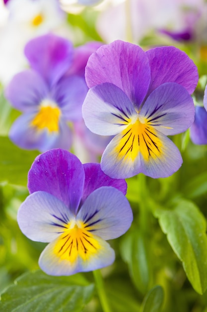 Bei fiori di estate della pansé in giardino