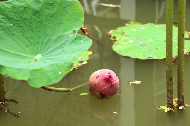 Bei fiori di loto in tropicale