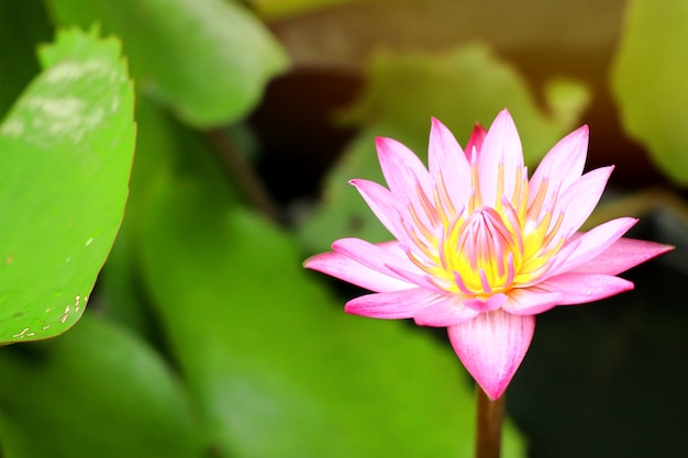 Bei fiori di loto in tropicale