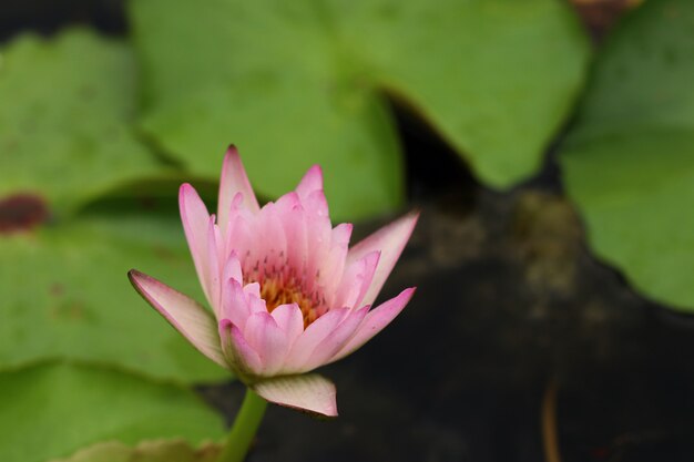 Bei fiori di loto in tropicale