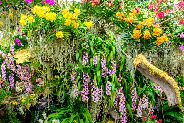 Bei fiori e foglie verdi dell&#39;orchidea