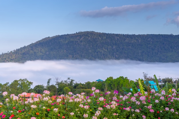 Bei fiori e foschia a Khao Kho, Tailandia