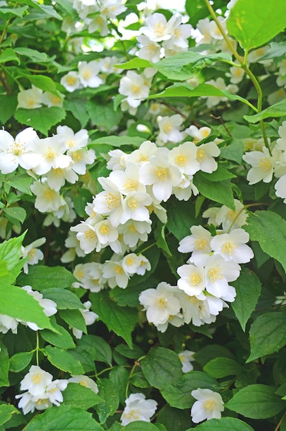 Bei fiori freschi del gelsomino nel giardino