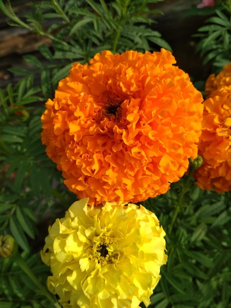 bei fiori gialli arancioni luminosi calendule soleggiate nel giardinaggio giardino all'aperto