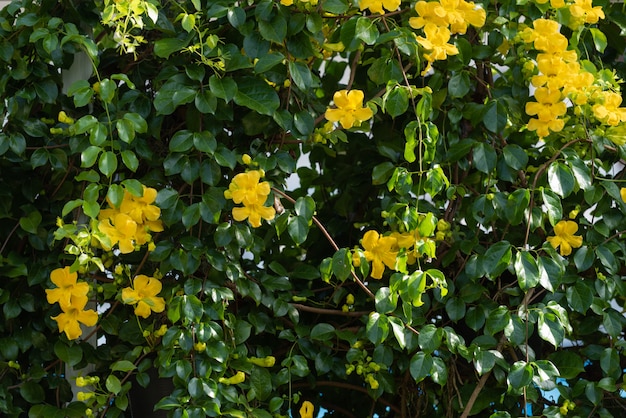 Bei fiori gialli con foglie verdi