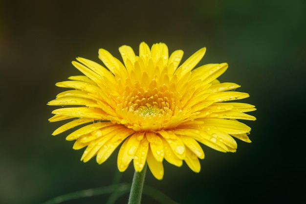 Bei fiori gialli con le gocce di acqua su fondo verde.