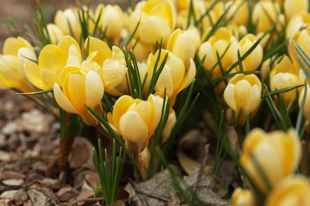 Bei fiori gialli del croco che crescono nel primo piano del giardino