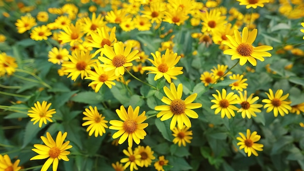 Bei fiori gialli del fiore di campo del fondo di nozze della margherita