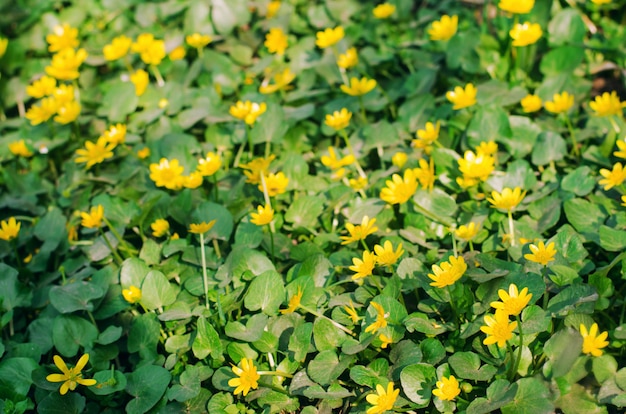 Bei fiori gialli della molla con le foglie verdi