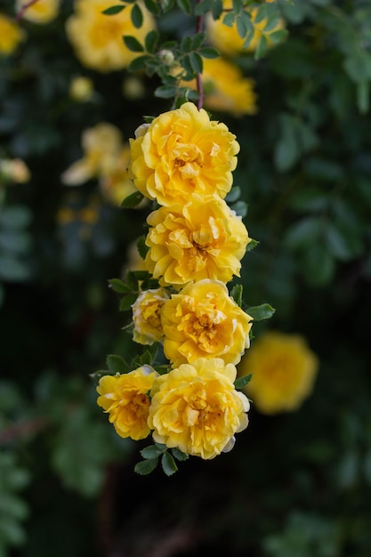 Bei fiori gialli della rosa del tè sui rami nel giardino