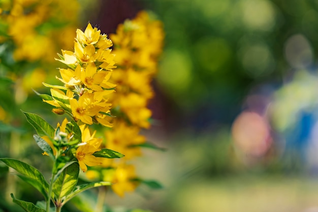 Bei fiori gialli freschi in un campo