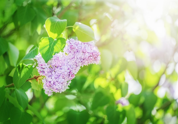 Bei fiori lilla si ramificano su uno sfondo verde naturale sfondo primaverile