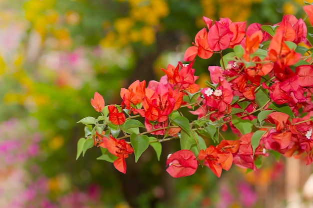 Bei fiori magenta di glabra della buganvillea della bouganville