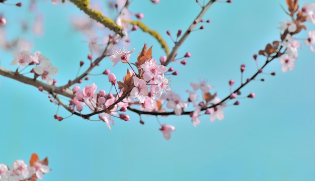 Bei fiori rosa che fioriscono su un ramo di un albero su cielo blu