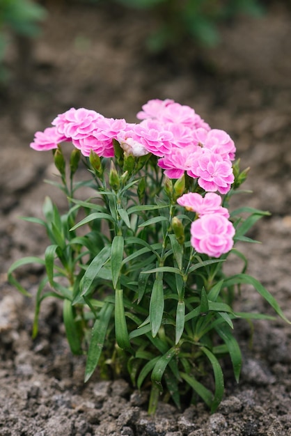 Bei fiori rosa del giardino estivo del garofano basso del confine