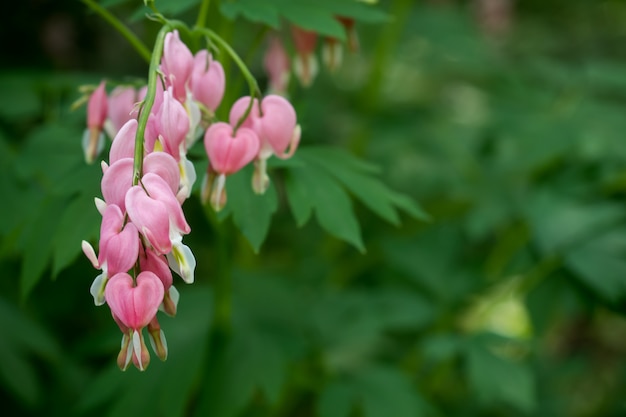 Bei fiori rosa della foresta, fondo verde naturale. Messa a fuoco selettiva