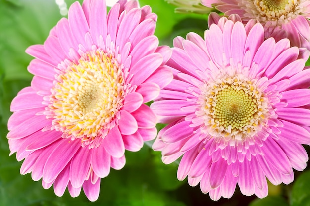 Bei fiori rosa della gerbera (magenta)