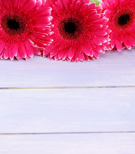 Bei fiori rosa della gerbera sulla tavola di legno porpora