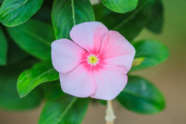 Bei fiori rosa della vinca (pervinca del Madagascar)