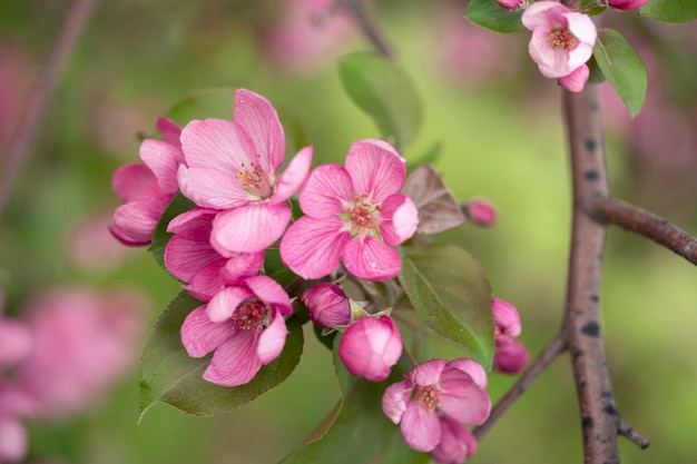 Bei fiori rosa di un melo su uno sfondo verde primaverile