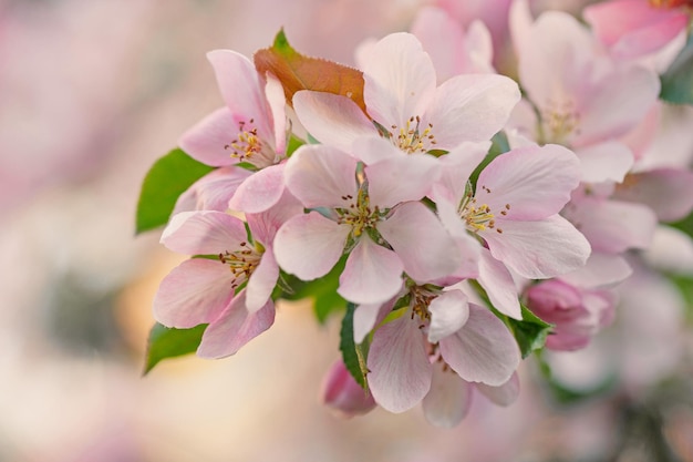 Bei fiori rosa di un melo su uno sfondo verde primaverile