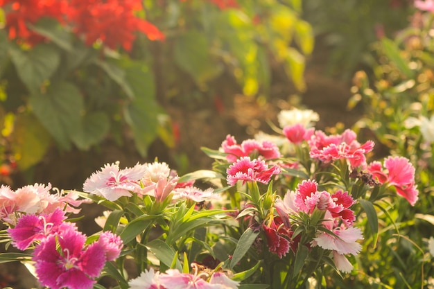 bei fiori rosa e bianchi del garofano calda luce del sole di mattina