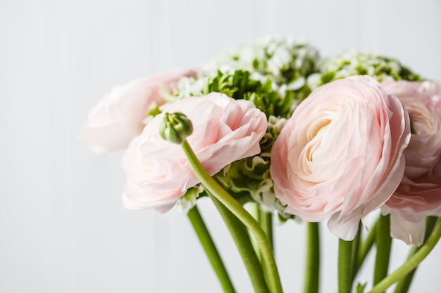 Bei fiori rosa freschi del ranunculus, fondo bianco.