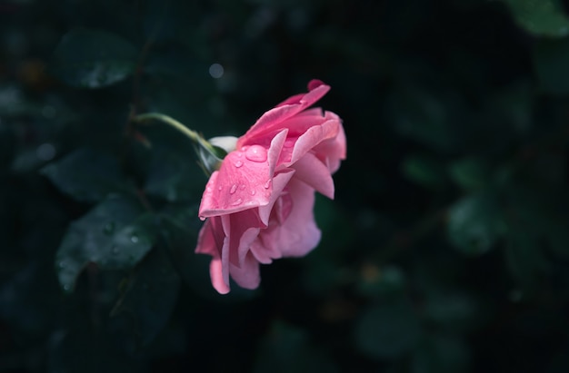 Bei fiori rosa in giardino