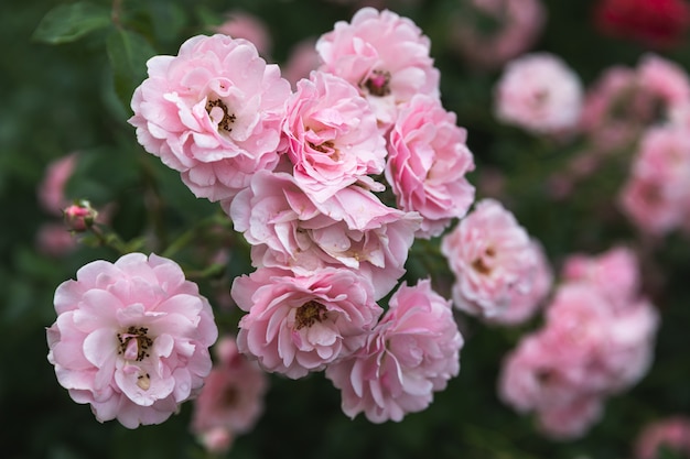 Bei fiori rosa in giardino