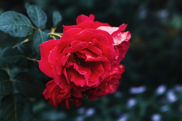 Bei fiori rosa in giardino