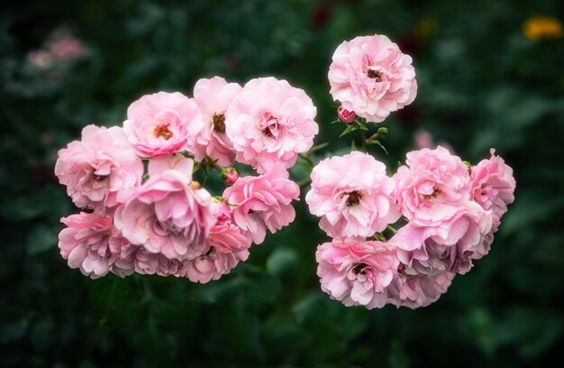 Bei fiori rosa in giardino