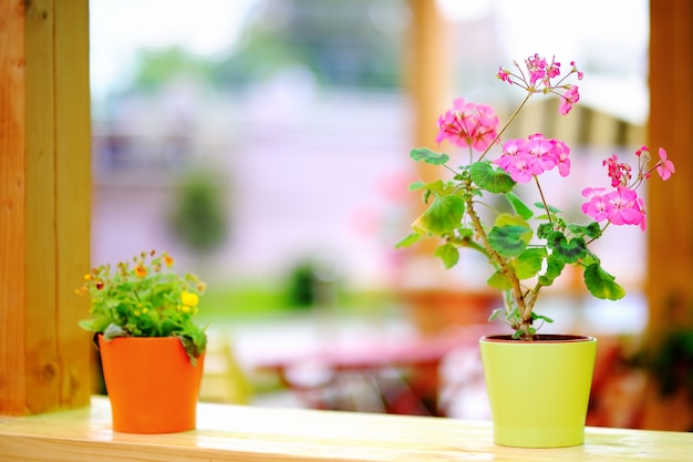 Bei fiori rosa in vaso da fiori che sta nel caffè di aria aperta