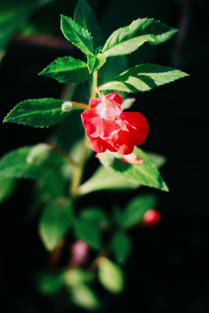 Bei fiori rossi con luce solare nel fondo della natura