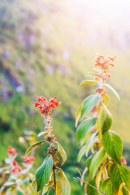 Bei fiori rossi selvaggi con luce solare sulla montagna.