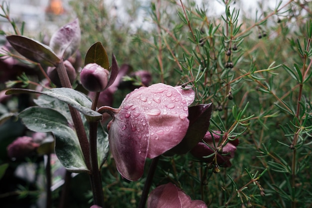 Bei fiori selvaggi su sfondo naturale vago.