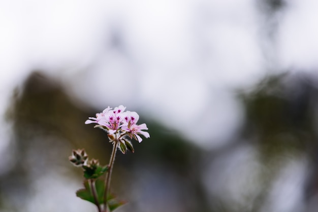 Bei fiori selvaggi su sfondo naturale vago.