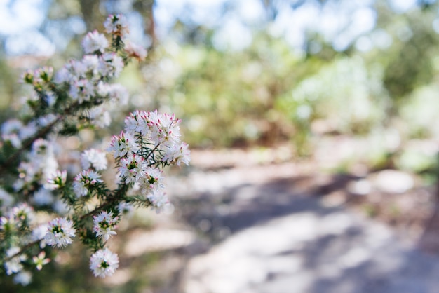 Bei fiori selvaggi su sfondo naturale vago.