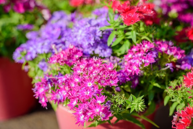 Bei fiori sul vaso di plastica,