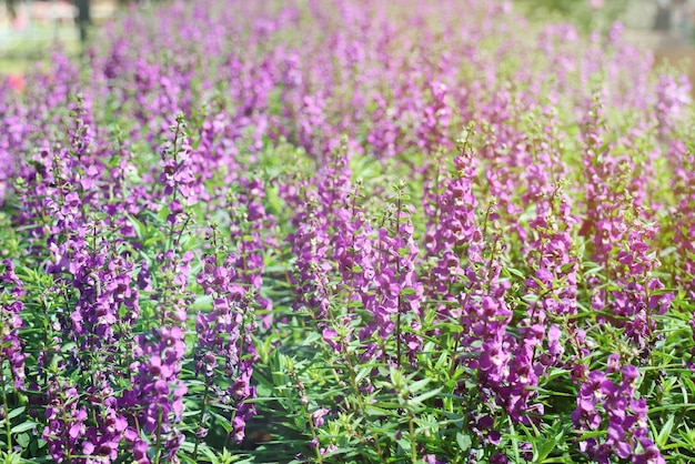 Bei fiori viola, Angelina porpora, con luce solare nel fondo di ora legale.