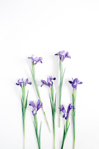 Bei fiori viola dell'iride su bianco