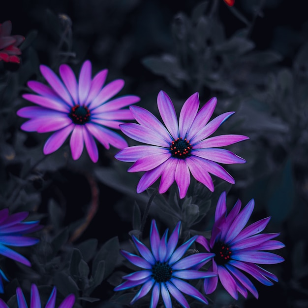 Bei fiori viola nel giardino nella stagione autunnale