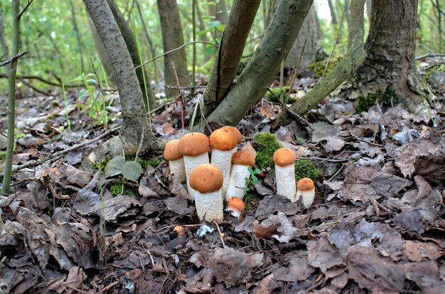 Bei funghi autunnali in un ambiente naturale della foresta.