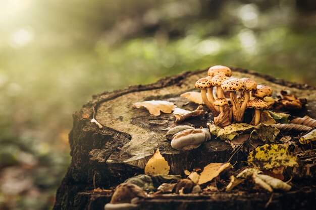 Bei funghi velenosi su un ceppo nella foresta di autunno